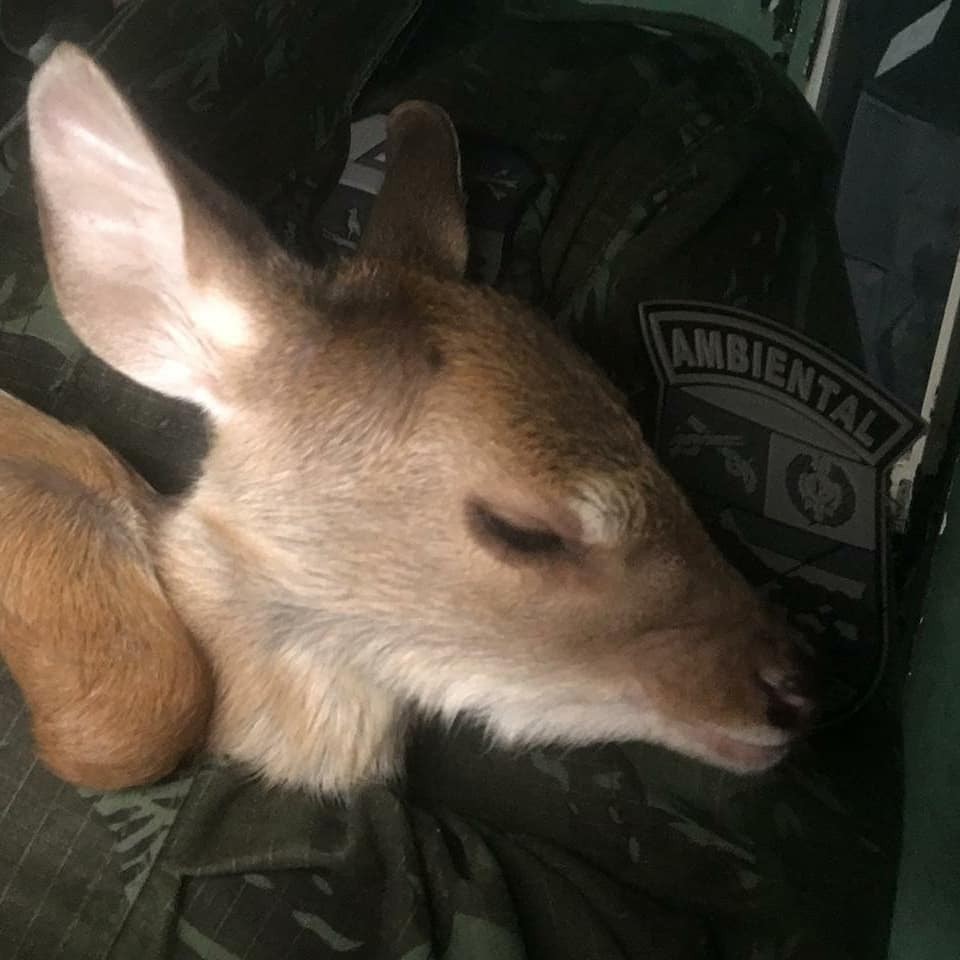 Policial dá leite em mamadeira para filhote de cervo resgatado após entrar em casa em MT; veja vídeo thumbnail