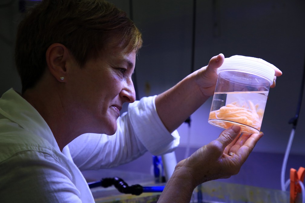 Caracol pode ajudar a salvar corais na Austrália (Foto: Handout / Australian Instituteof Marina Science / AFP)
