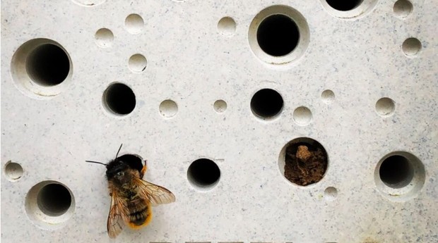 Os tijolos da green&blue possuem furos onde as abelhas podem depositar seus ovos  (Foto: Reprodução/green&blue)