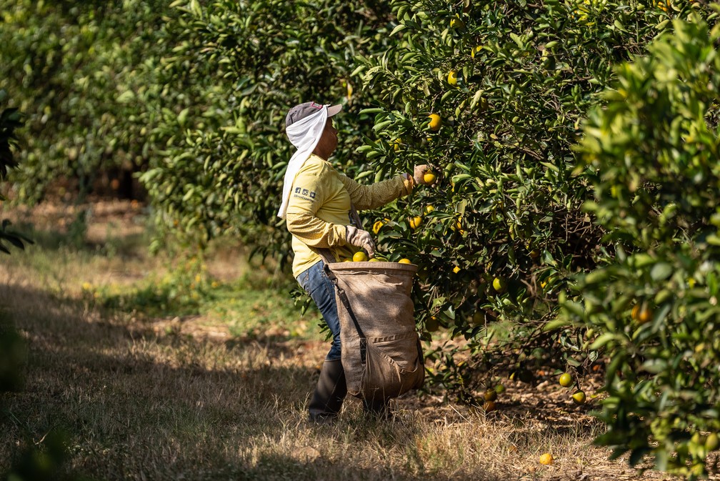 Funcionária terceirizada participa da colheita de laranjas no pomar de uma fazenda em Aguaí (SP). Por vez, coletadores enchem sacas de cerca de 25 kg que fica presa à cintura — Foto: Fábio Tito/g1