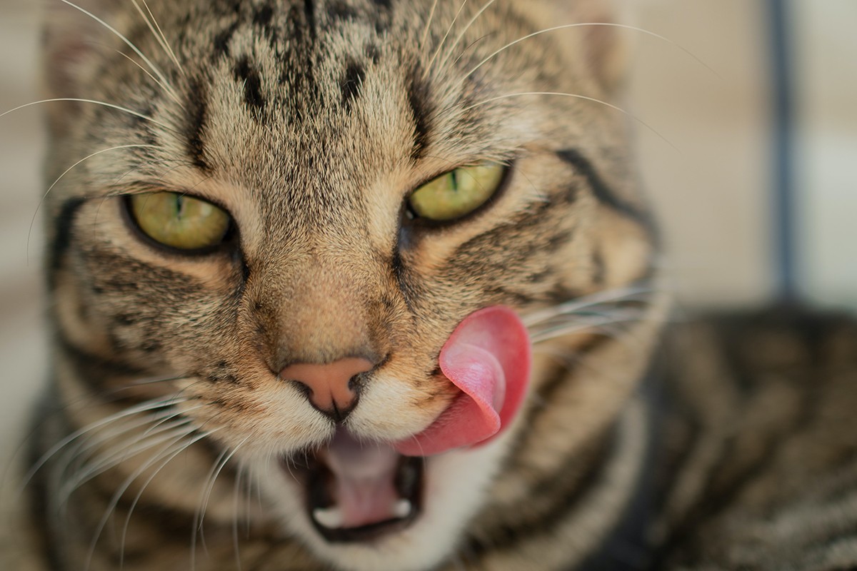 Uma das funções das papilas filiformes é remover o odor do alimento ingerido para que as presas e predadores não percebam a presença do gato (Foto: Unsplash/ Peter Neumann/ CreativeCommons)