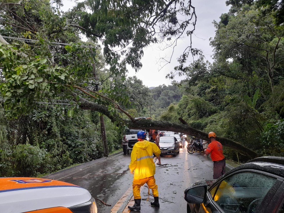 Árvore cai em rede elétrica e interdita totalmente SP-55 em São Sebastião — Foto: Divulgação / Prefeitura Municipal de São Sebastião