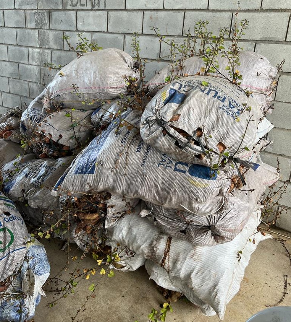 Toneladas de batatas-doces impróprias para o consumo foram apreendidas na operação — Foto: Divulgação/Vigilância Sanitária de João Pessoa