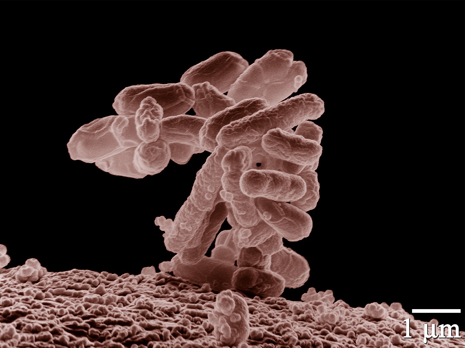 Exemplares da Escheria coli, bacteria usada no experimento (Foto: Wikimedia Commons)
