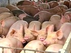 Criadores de suíno comemoram bom momento da atividade em MG
