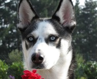 Conheça o husky siberiano, o cão puxador de trenós amante do inverno