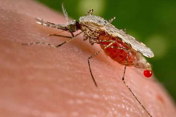 Mosquito  Anopheles stephensi, transmissor da malária, picando uma vítima (Foto: Jim Gathany/CDC/Reuters)