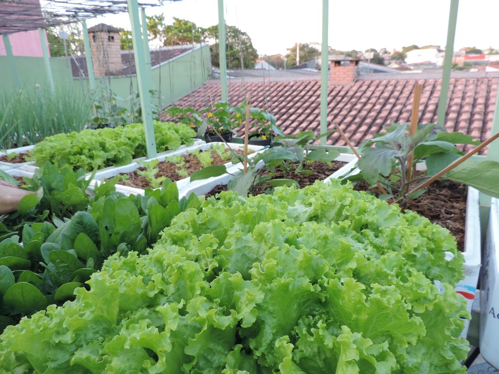Meu Jardim Aprenda A Fazer Horta Em Caixas De Isopor Video Norte E Noroeste G1