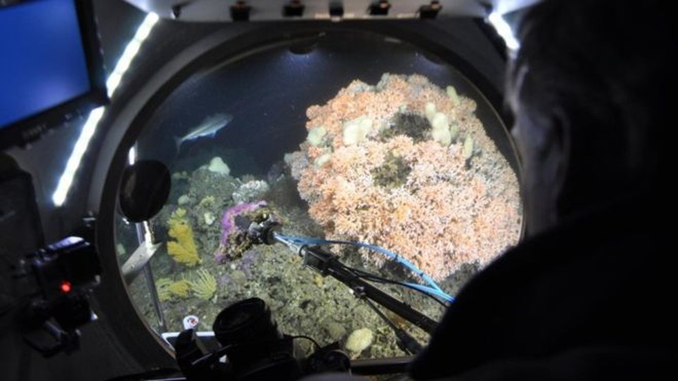 Corais de água fria são menos afetados do que os de água quente com o aumento do pH dos oceanos (Foto: Jago-Team/Geomar)