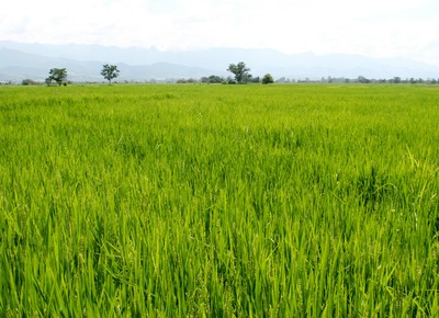 agricultura_arroz_arrozal (Foto: Manoel Marques / Editora Globo)