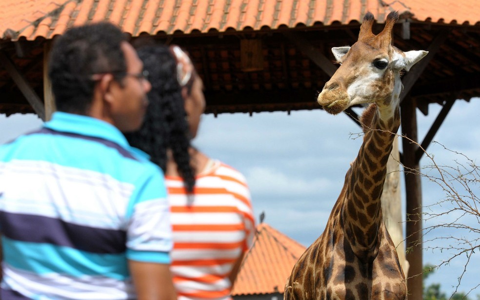 Girafa no Zoológico de Brasília — Foto: Nilson Carvalho/Agência Brasília/Divulgação