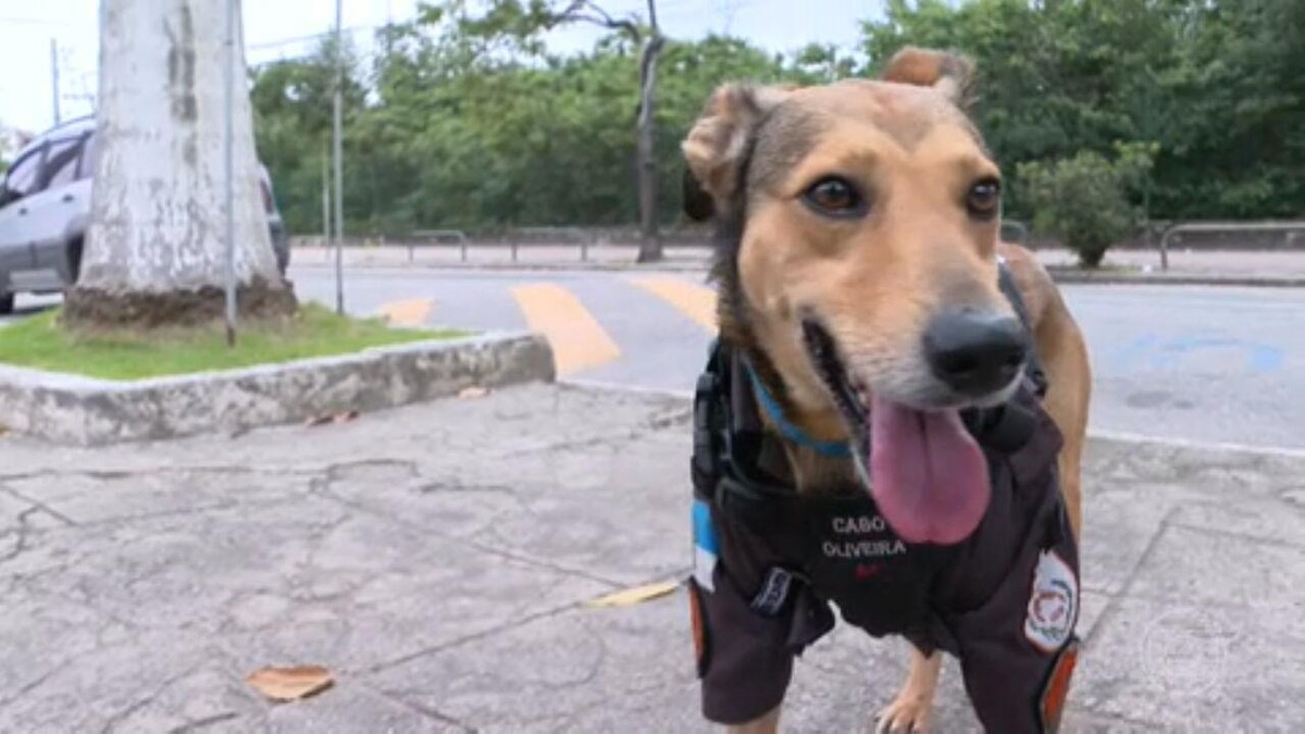 Cachorro Adotado Como Mascote De Um Batalhão Da Polícia Militar Do Rio Vira Celebridade Nas 