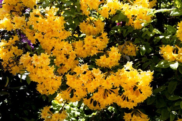 6 flores amarelas para colorir a sua casa (Foto: Getty Images)
