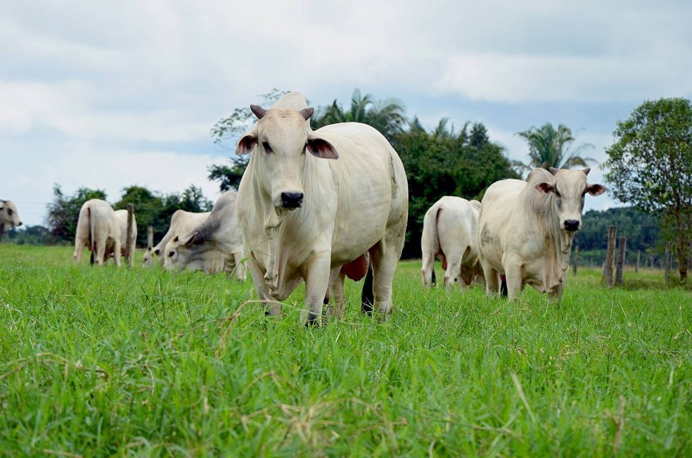 Valor da produção de gado passa de R$ 2 bilhões no Tocantins — Foto: Marcio Vieira/ATN
