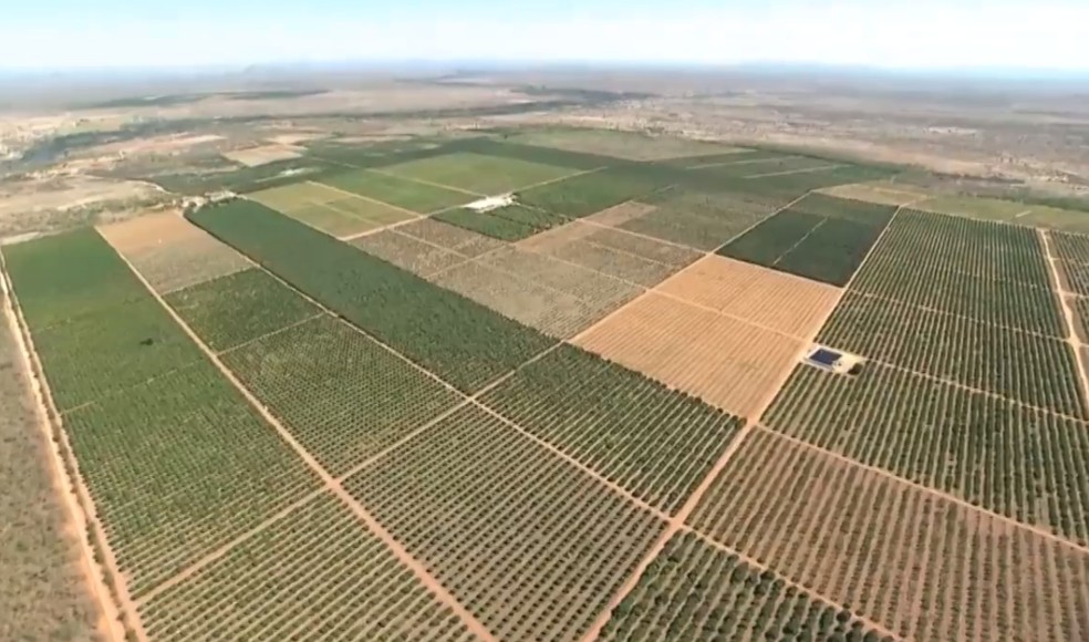 No início da pandemia, houve um aumento muito grande na procura de acerola e laranja — Foto: Reprodução/TV Bahia