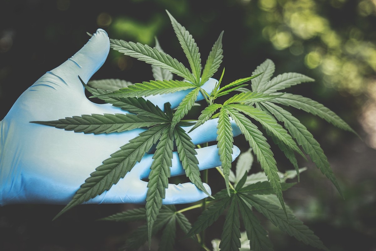 Cannabidiol Sales Grow, But Domestic Production Remains Small |  Science and health