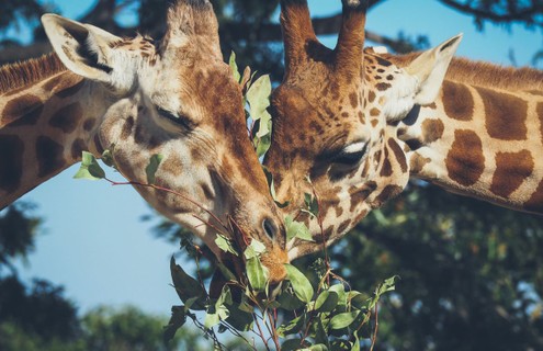 Além do prazer envolvido no ato, girafas machos costumam fazer sexo entre si como forma de demonstração de poder