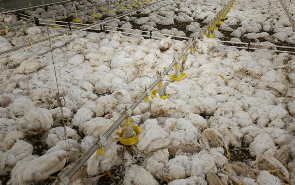 Mais de 120 mil aves morrem após granja ficar sem energia; geradores não foram suficientes, em Morrinhos — Foto: Reprodução/TV Anhanguera
