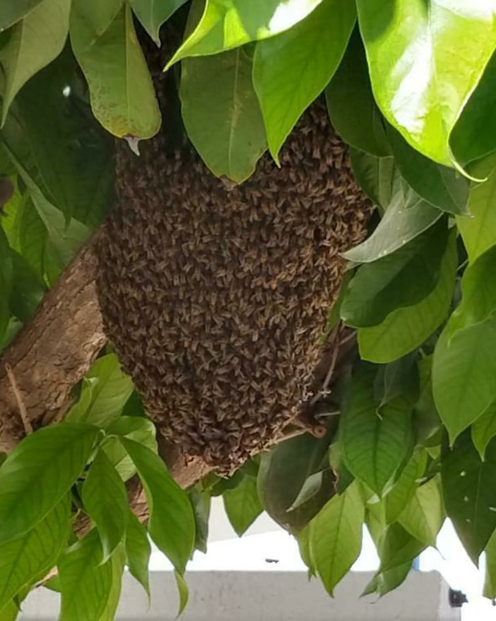 A maior parte dos atendimentos &eacute; relacionada a enxames de abelhas e marimbondos &mdash; Foto: Divulga&ccedil;&atilde;o