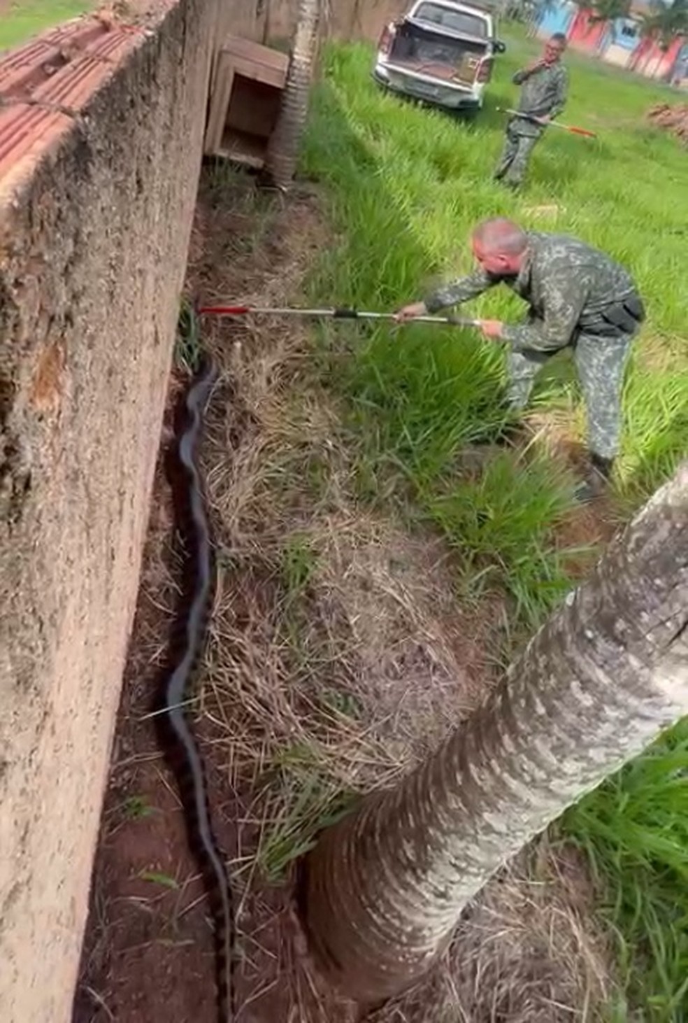 Polícia fez o resgate da Sucuri no início da tarde da sábado (14) — Foto: Polícia Ambiental/Divulgação