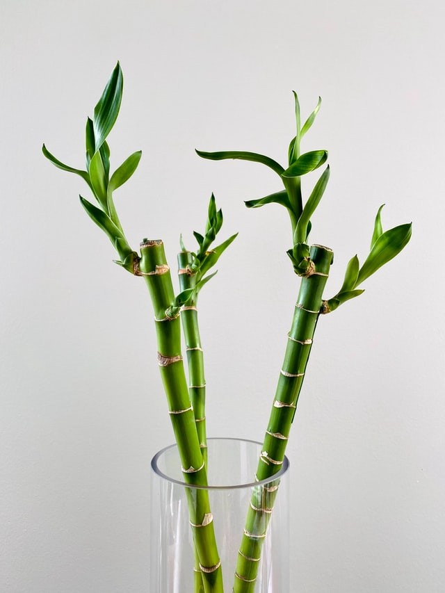 Plantas para ter em casa: bambu-da-sorte, start da felicidade