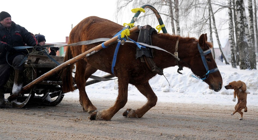 Cachorro corre para cheirar o focinho de um cavalo no momento em que o equino escorregou na pista coberta de neve em quanto puxava um trenó na vila de Martsiyanauka, Ucrânia, durante festa do feriado local conhecido como Kolyada — Foto: Sergei Gapon/AFP/Arquivo