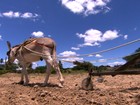 Jumentos são abandonados nas estradas do Rio Grande do Norte