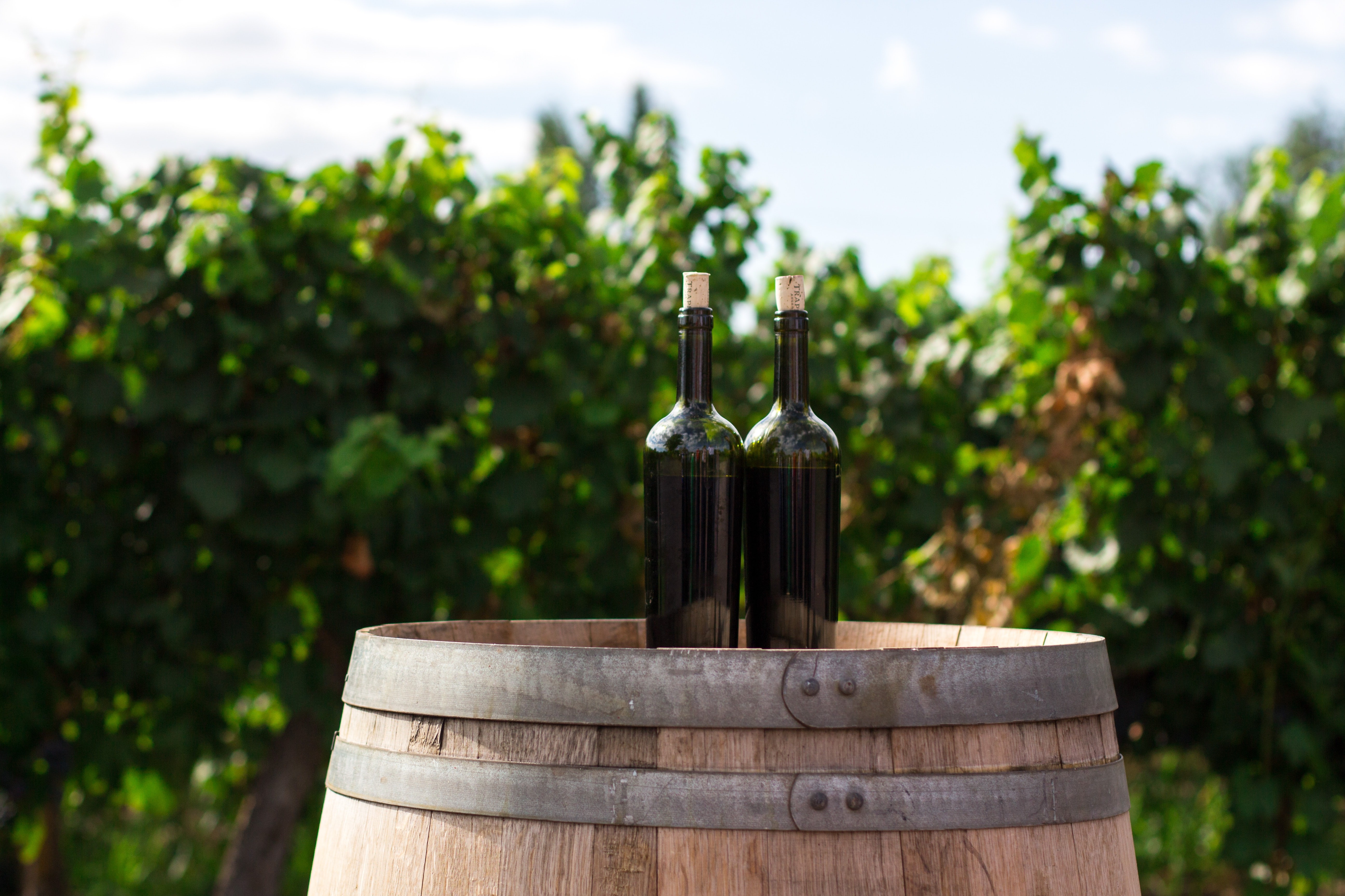Qual a diferença entre vinhos reservado, reserva e gran reserva? (Foto: Unsplash)