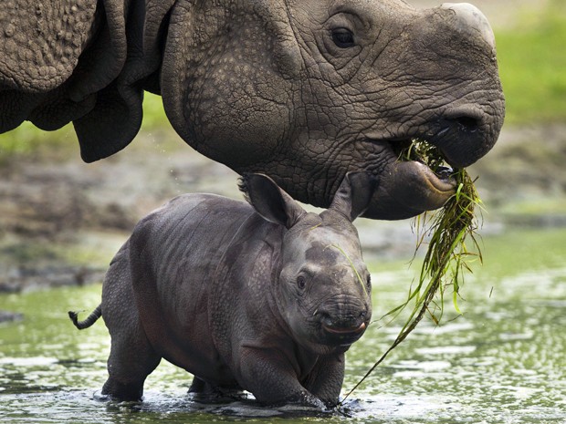 O rinoceronte-indiano tem como habitat natural as florestas e pradarias do Nepal e da Índia. Estimativa da organização ambiental WWF é que existam aproximadamente 2.575 exemplares pelo mundo (Foto: Markus Schreiber/AP)