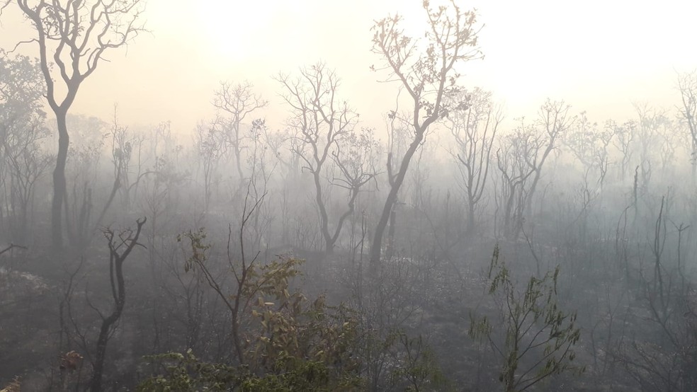 Incêndio de grandes proporções atinge vegetação no Parque Nacional de Brasília — Foto: CBMDF/Divulgação