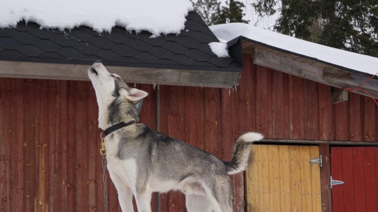 É mais comum um husky siberiano uivar do que um labrador, segundo estudo