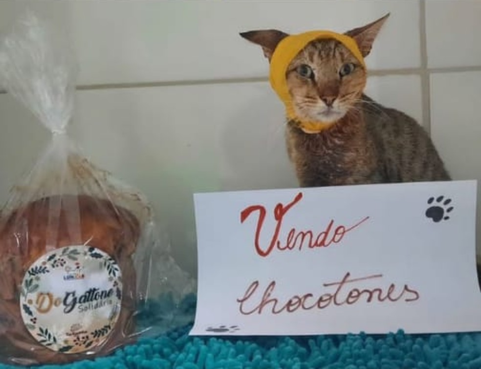 Gato Linus do Projeto Lunaar. Ong vende panetones de chocolate para ajudar a custear internações — Foto: Reprodução