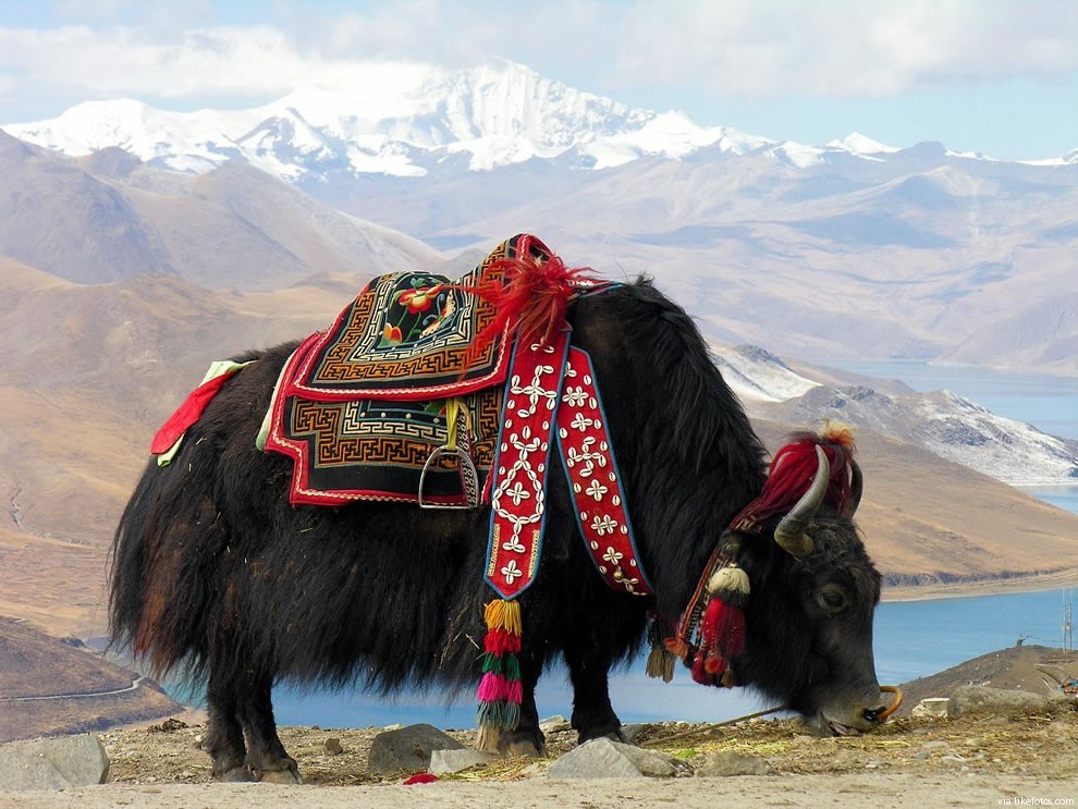 Vacas yak, também conhecidas com iaques, são encontradas na região do Himalaia (Foto: Creative Commons)