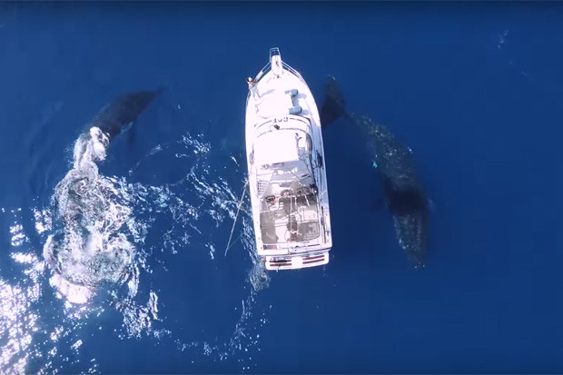 Baleias circulam iate em mar do oceano pacífico (Foto: Reprodução/Youtube)
