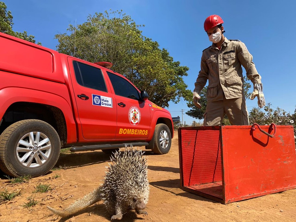 Porco-espinho ficou preso no chassi de um caminhão e teve que ser resgatado por militares do Corpo de Bombeiros em Campo Verde — Foto: Corpo de Bombeiros de Mato Grosso/Assessoria