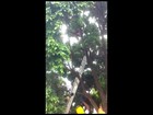 Motorista alcoolizado sobe em árvore para evitar ser detido no DF; vídeo