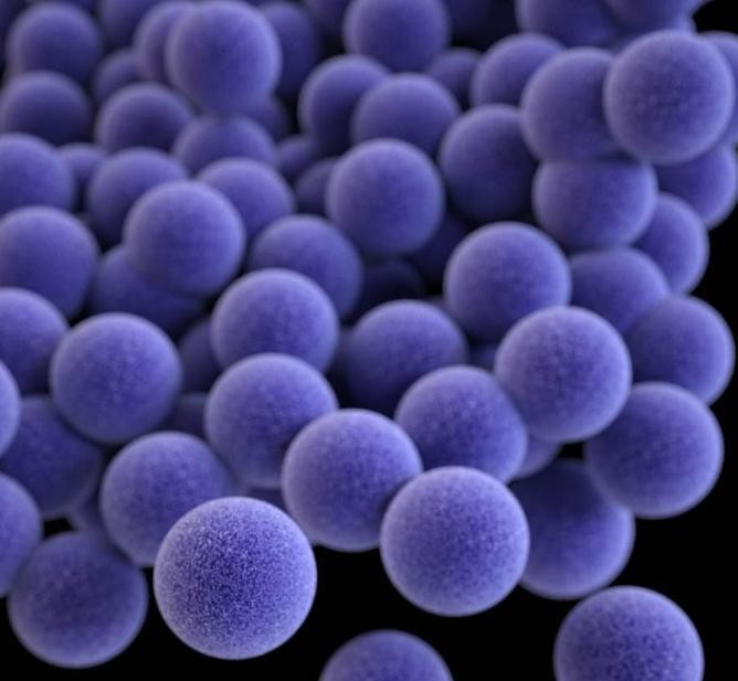 Aglomerado de bactérias Staphylococcus aureus resistentes a antibióticos. Essas bactérias podem causar vários tipos de infecção e, até, levar à morte. (Foto: U.S. Centers for Disease Control and Prevention)