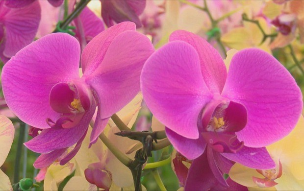 Rede Globo ></noscript> rondônia – Bom Dia Amazônia em RO: florista dá dicas de  cuidados com orquídea” style=”width:100%”><figcaption style=
