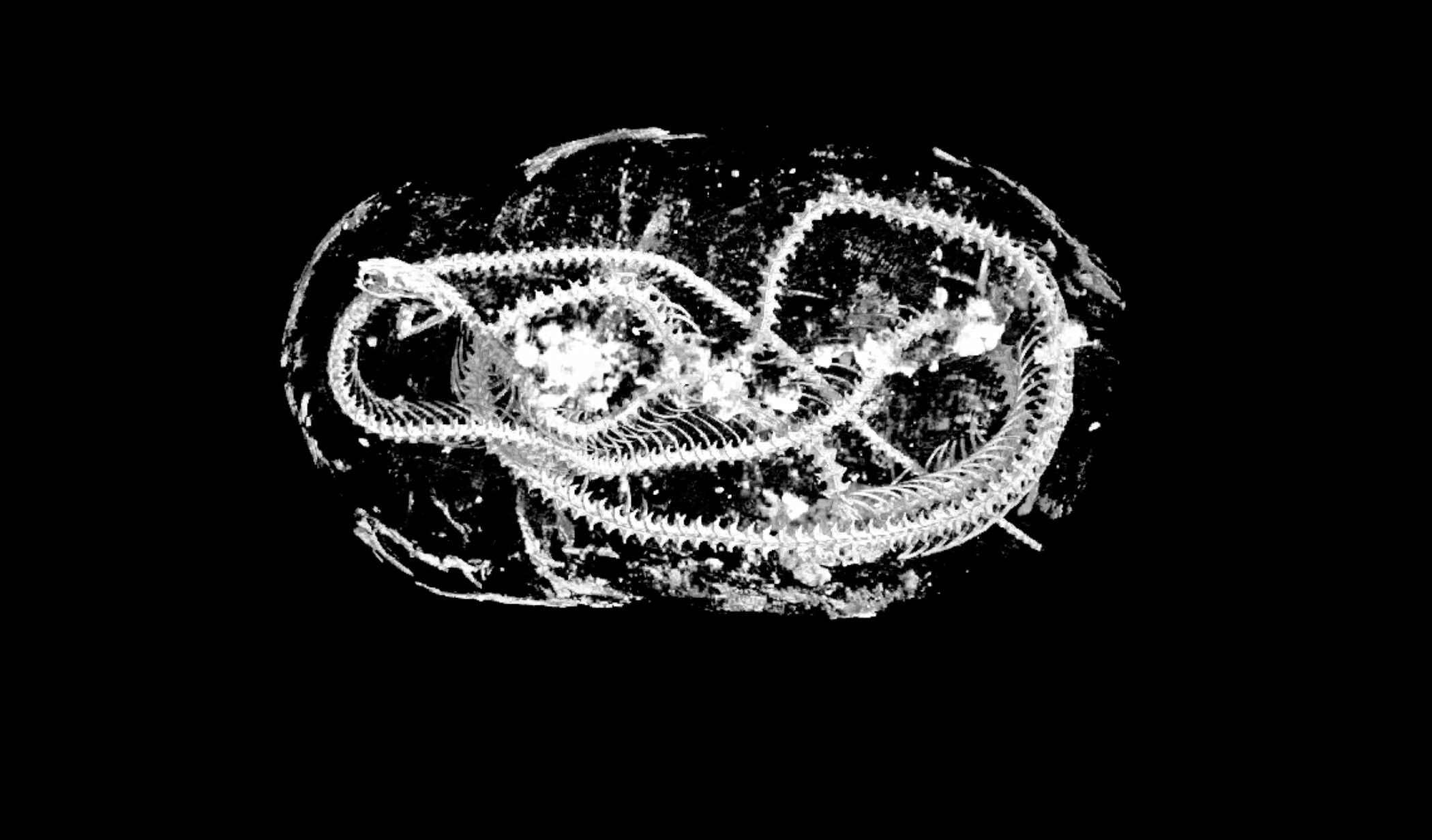 Graças à micro tomografia computadorizada de raios-X, pesquisadores conseguiram estudar três múmias de animais de dois mil anos  (Foto: Reprodução/Swansea University)