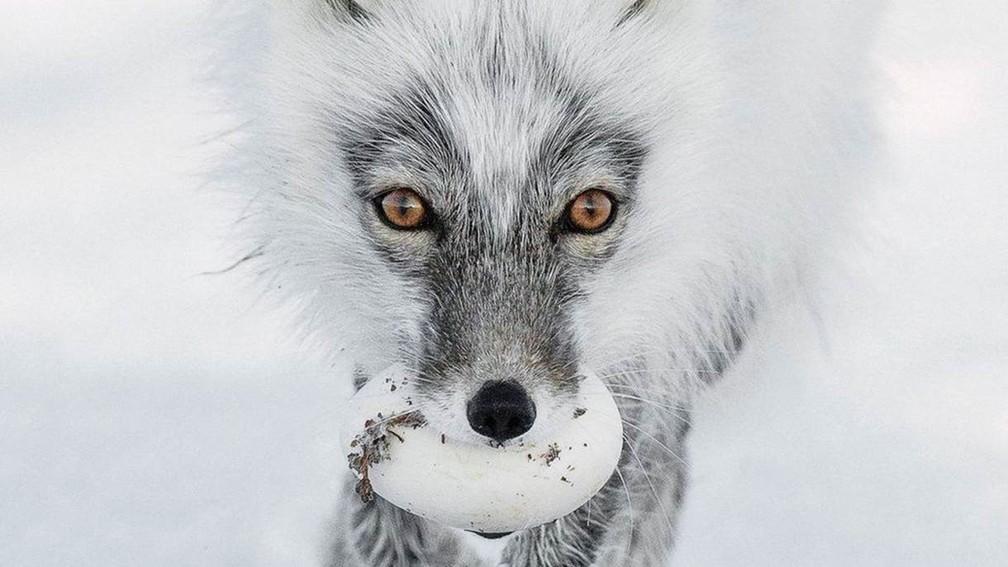 A foto de uma raposa-do-ártico carregando um ovo concorre na categoria 'Retratos de Animais' (Foto: Sergey Gorshkov/Natural History Museum)