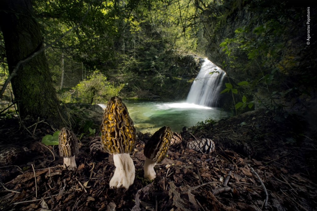 A cena de cogumelos à beira de uma cachoeira garantiu o prêmio de Plantas e Fungi no concurso Fotógrafo de Vida Selvagem do Ano 2022 — Foto: Agorastos Papatsanis/Wildlife Photographer of the Year/Divulgação
