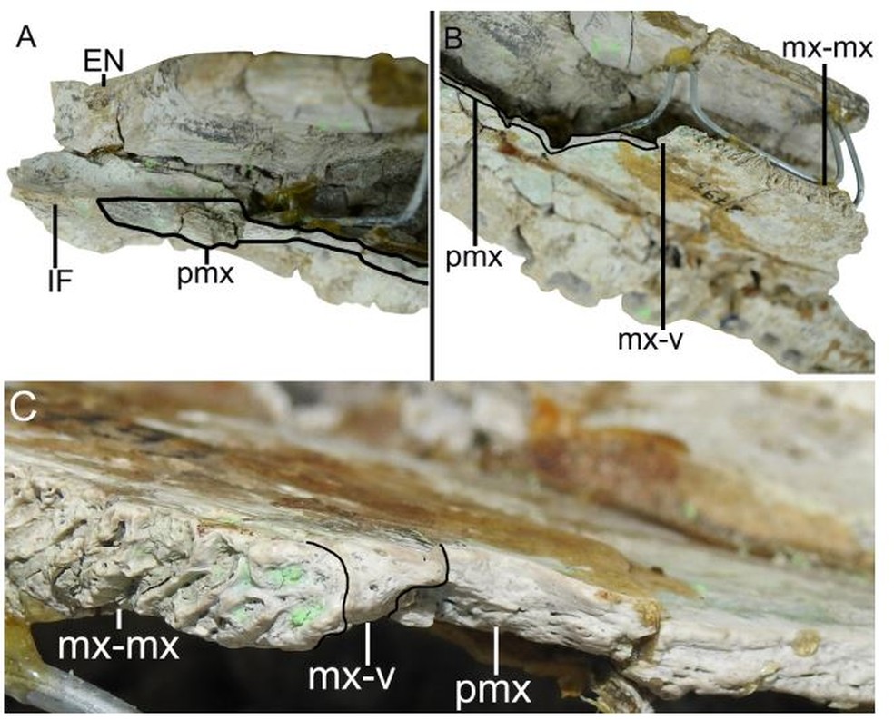 Cada detalhe do fóssil achado no Acre foi estudado por 25 anos  — Foto: Reprodução 