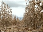 Excesso de chuva está atrapalhando colheita da soja em Goiás