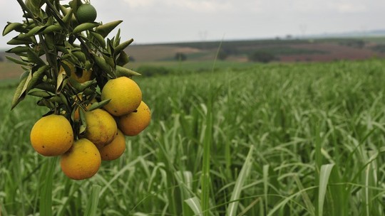 Produção de laranja registra queda no Brasil, mesmo com clima favorável