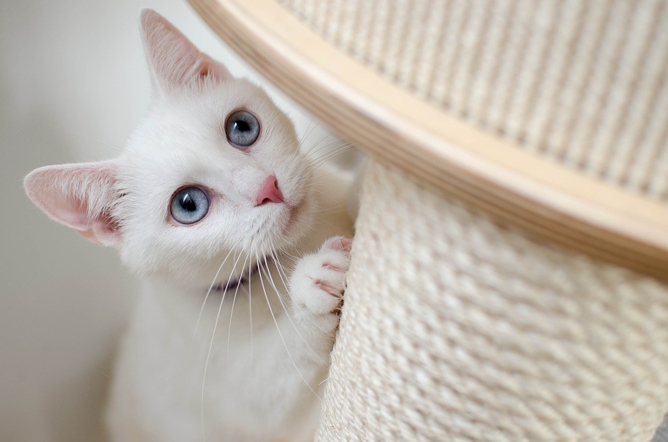 Prateleiras, cordas e tecidos para arranhar são itens que os gatos adoram para brincar  (Foto: Pixabay/ Daga_Roszkowska/ CreativeCommons)