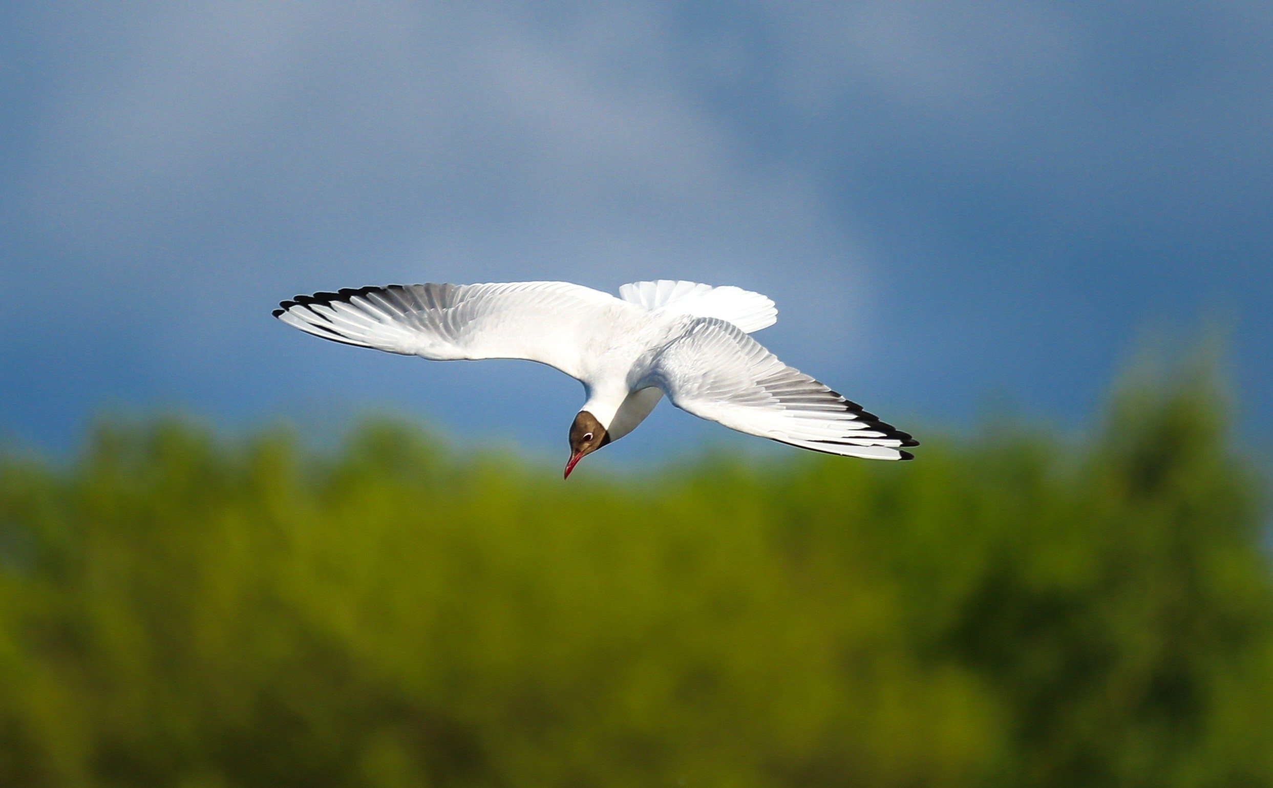 Pesquisadores acreditam que albatrozes podem ser eficazes na busca por embarcações ilegais. Os chips implantados nas penas das aves detectam os radares dos barcos mesmo quando desligados (Foto: Pexels)