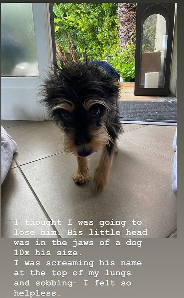 Milo, cachorro de estimação de Lili Reinhart (Foto: Instagram)