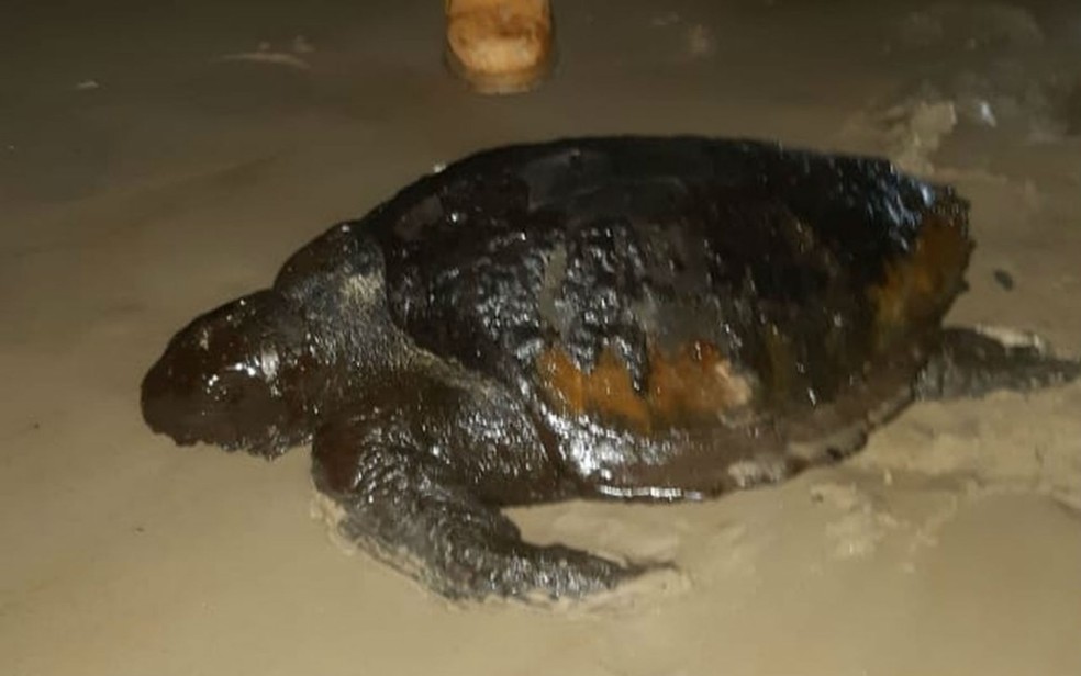Tartaruga coberta de óleo foi achada em praia de Ilhéus — Foto: Divulgação/Grupo de Amigos da Praia (GAP)
