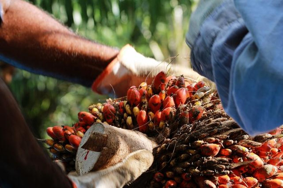 Fruto de palma na Amazônia. — Foto: Reprodução / Embrapa
