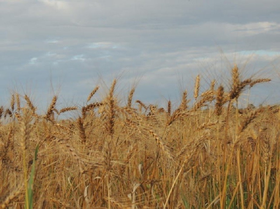 Os futuros de trigo de dezembro em Chicago fecharam em alta de 10 centavos a 8,9225 dólares por bushel